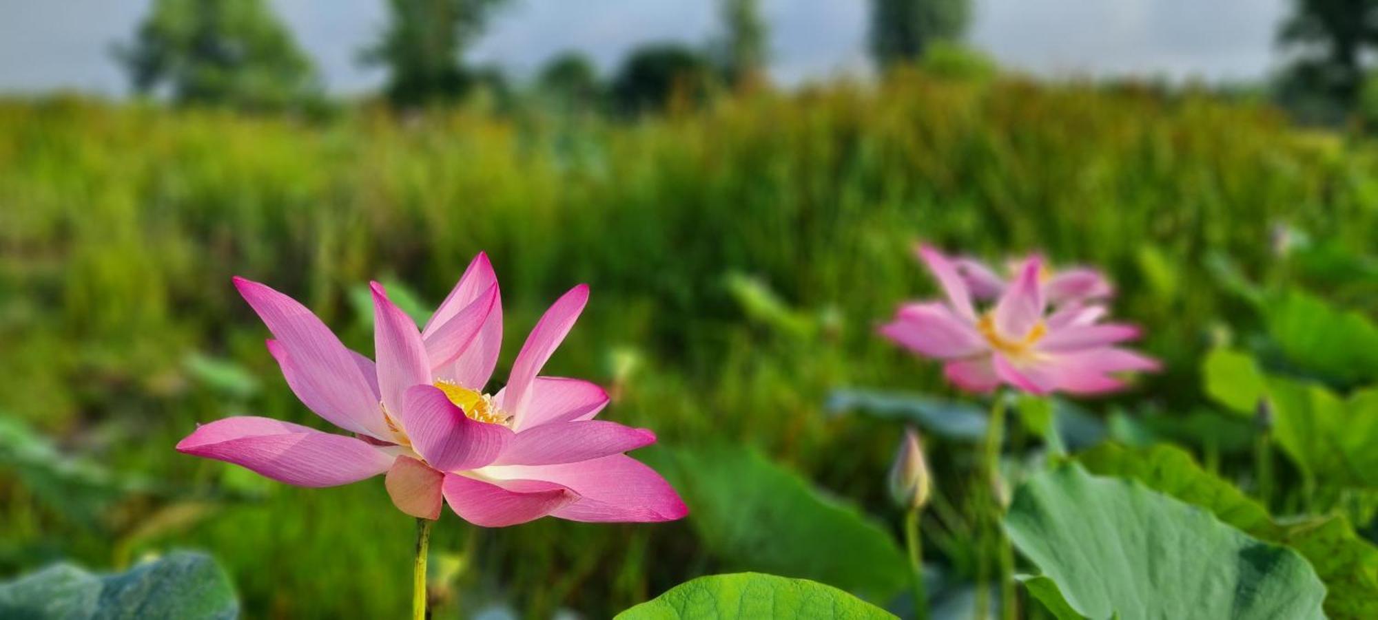 Viet Mekong Farmstay Tram Chim Екстер'єр фото